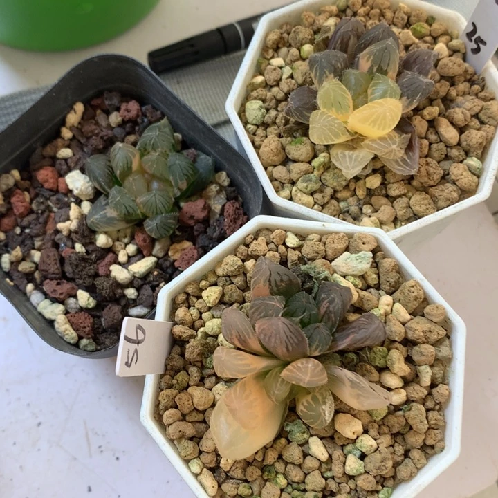 玉露锦大带盆土土发货