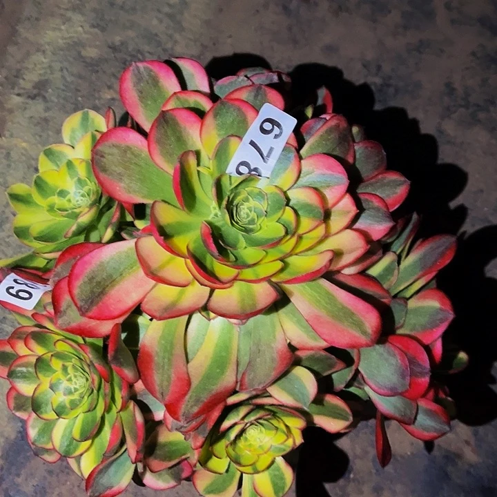 680奶白宽锦多肉植物处理不售后量拍