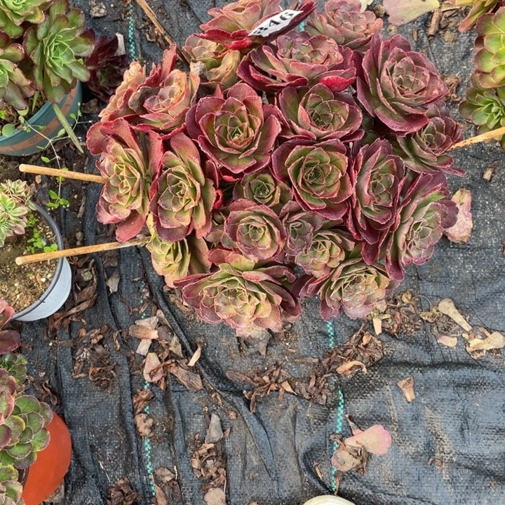 346号媚金玫瑰绣球法师