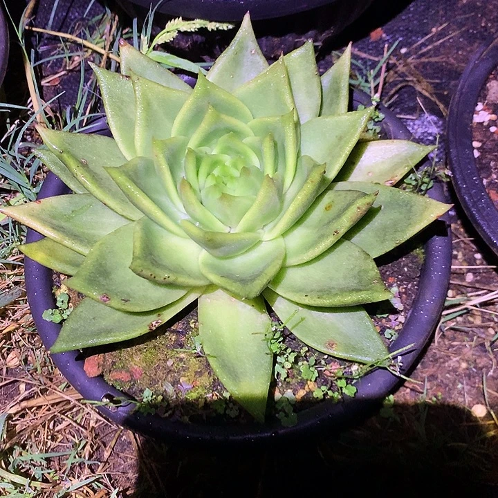 有伤特价美肉特价活动开始啦