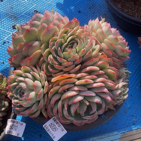 ℳ****侧影60069多肉