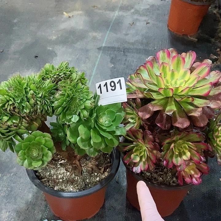 红陶1191万缀维纳斯4多肉