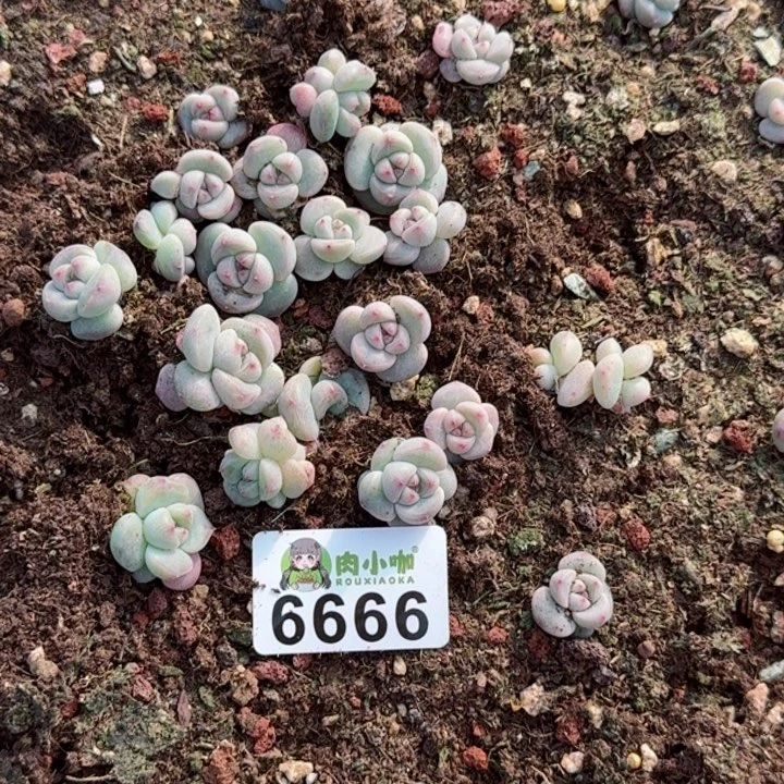 反****虾多肉植物多肉植物