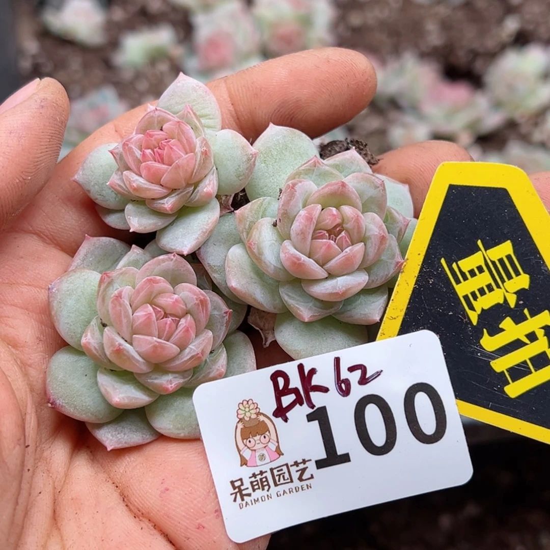 多肉植物多肉植物