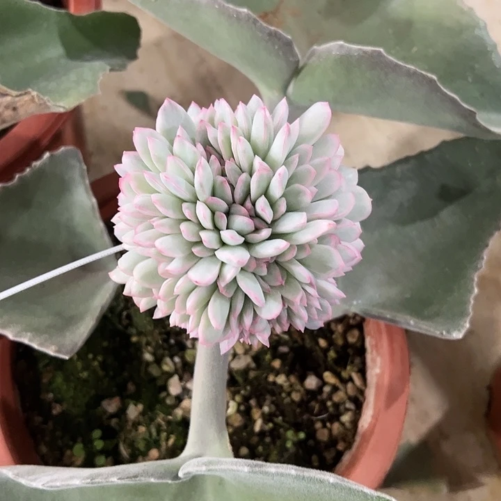 雨燕座锦嫁接多肉植物