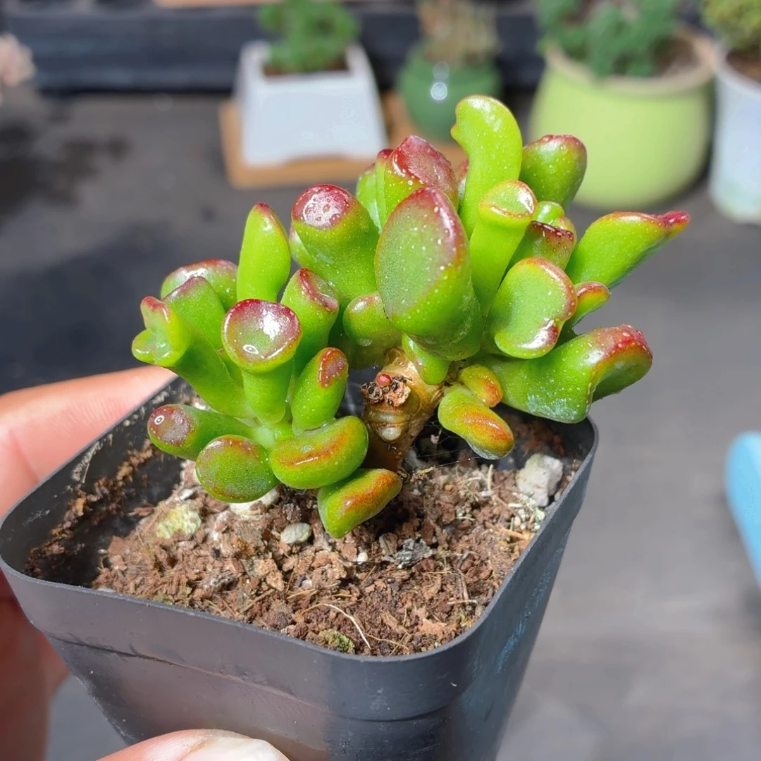 吸财树多肉9.9包邮发货