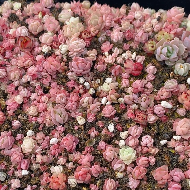 156 多肉植物盆栽花卉植物