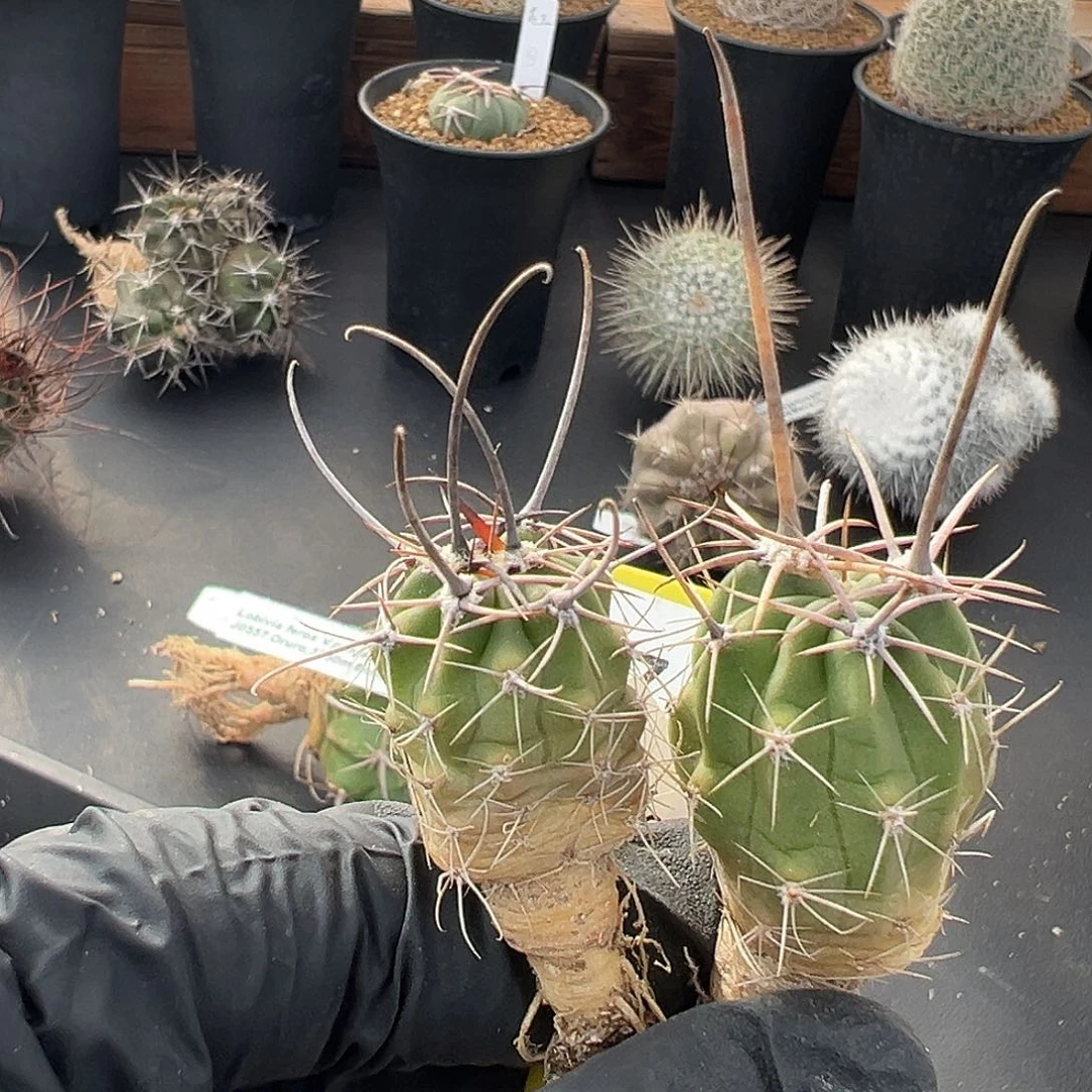 用***57481两个专拍狂风丸