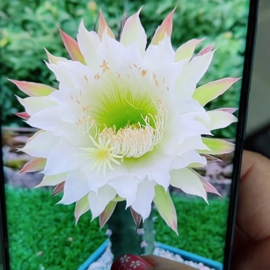 下66黑刺斑点歪无根侧芽25公分左右20包邮
