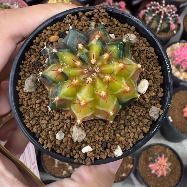 好看米哈锦喜欢喽