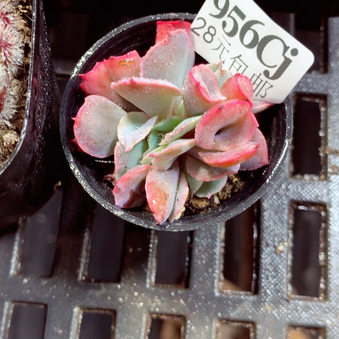 5厘米盆精控多肉956