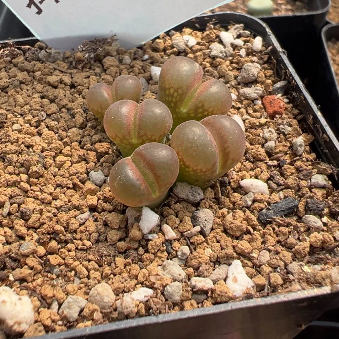 10-123肉锥多肉植物，