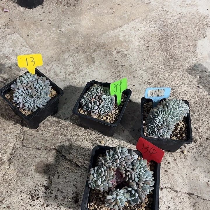 小***灰星颖缀化多头群山134