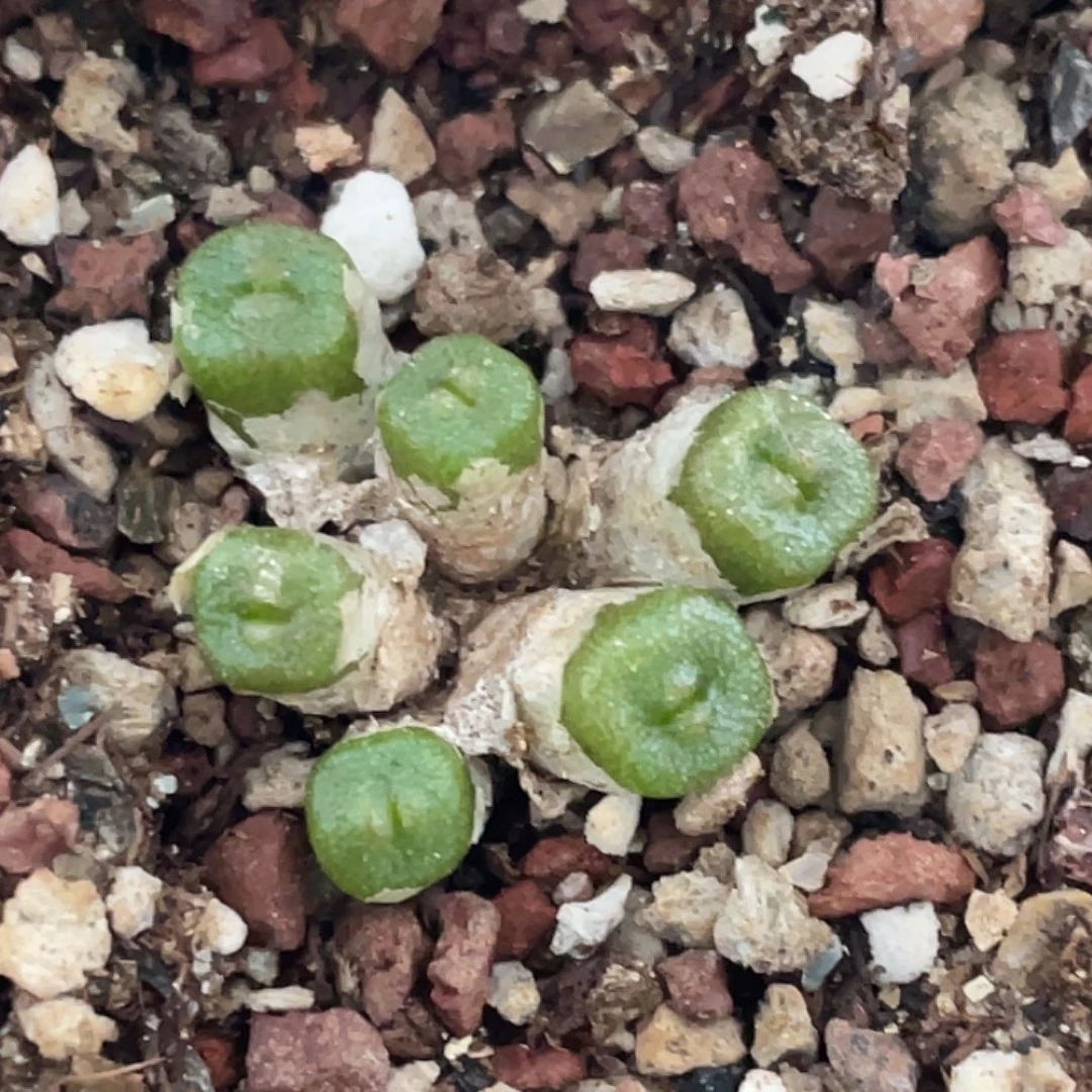 6-2方糖多肉植物肉锥