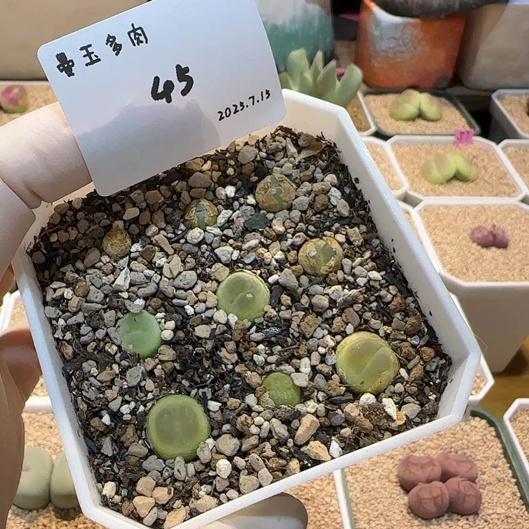 文***样多肉多肉多肉7.15-045