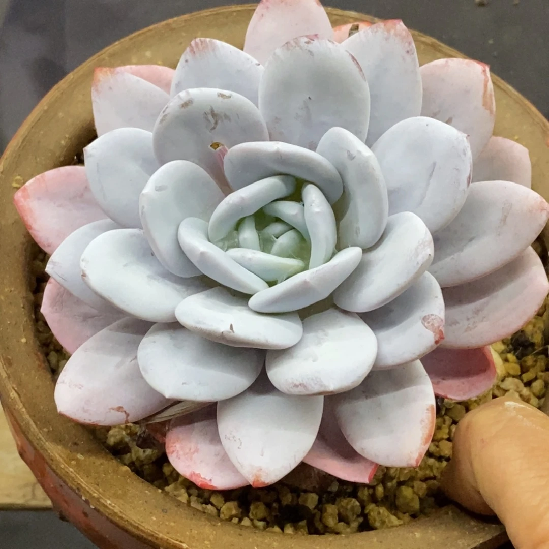 精品多肉一物一拍不包整68