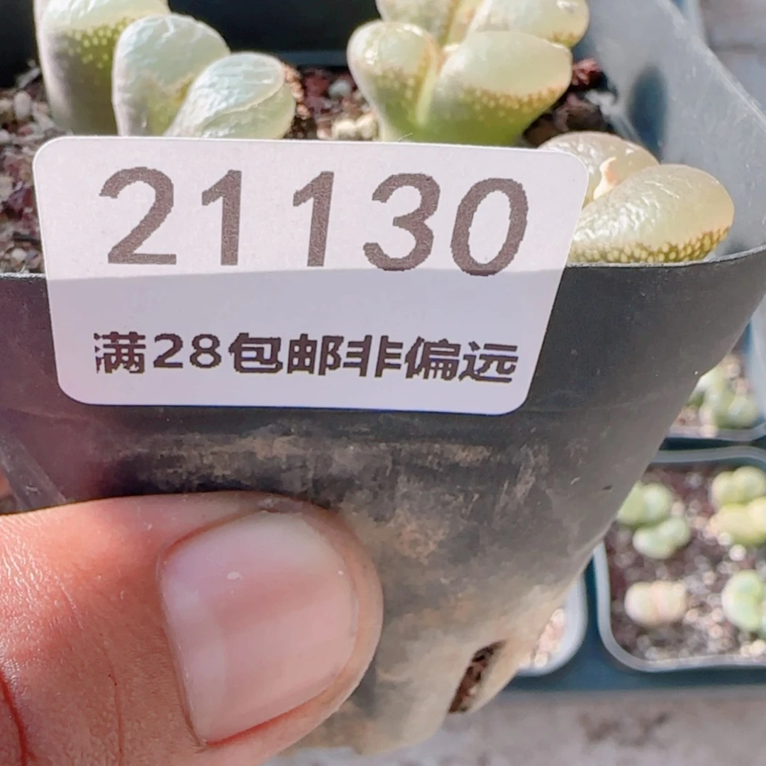 【闪购商品】迪**特21130