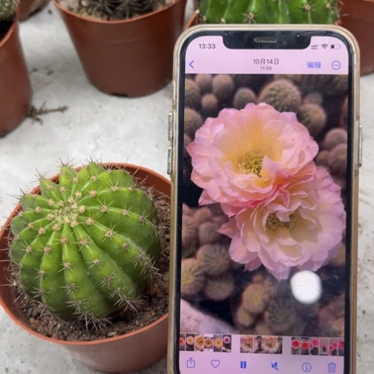 彩草比心7-8公分左右