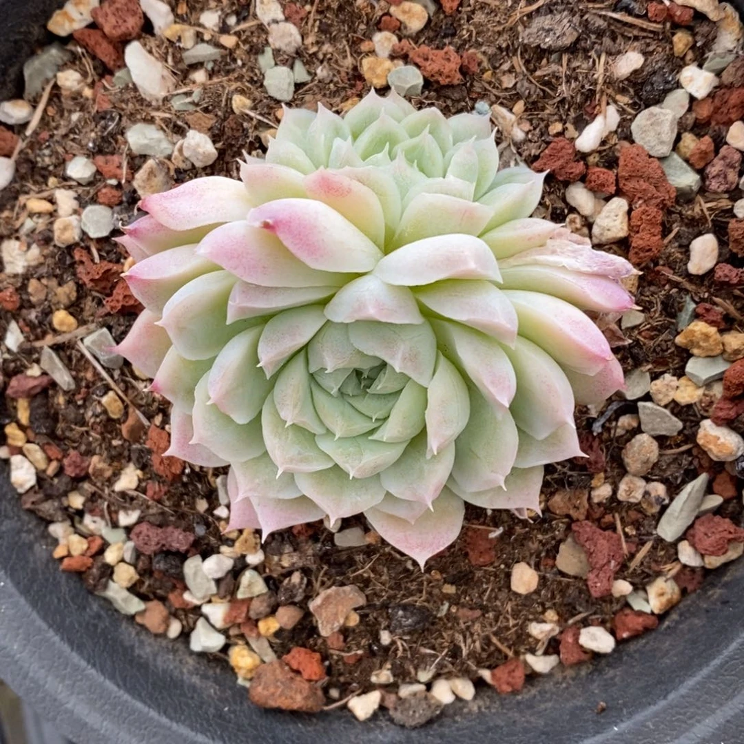 精品多肉一物一拍不包整296