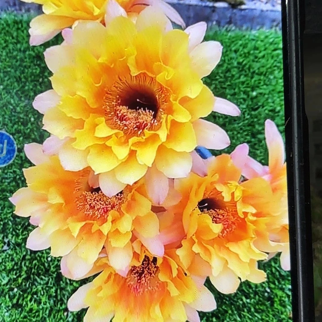 黄秀彩侧牙20包邮仙人球6