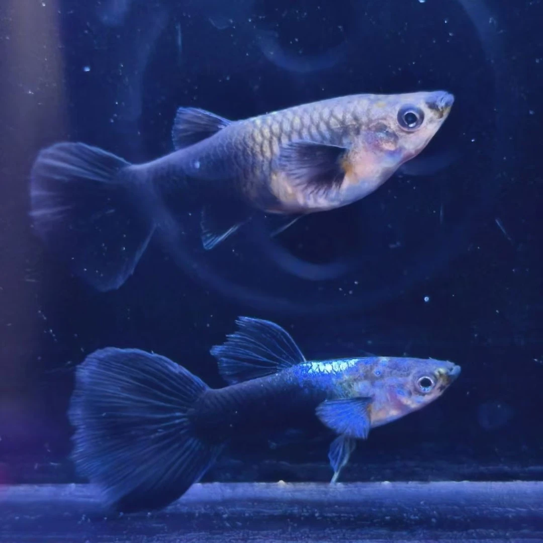 【德系蓝礼服】孔雀鱼可繁殖公母搭配2-3cm