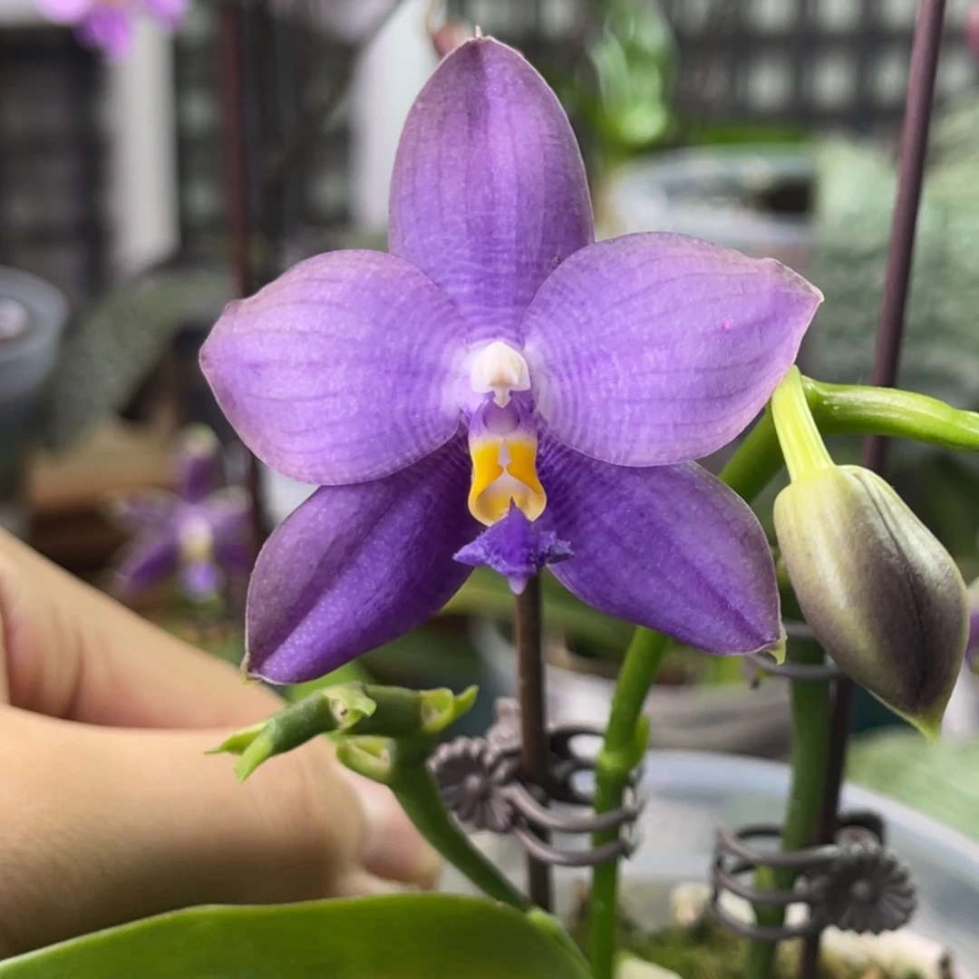 完全开放2243-起源狗-2610