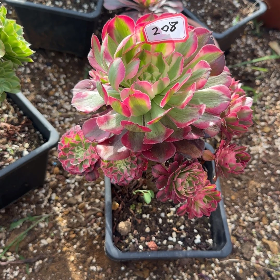 精品多肉植物000208