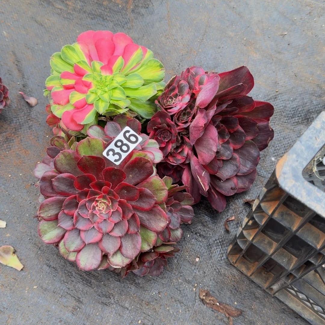 386多肉植物三颗一组知否无根