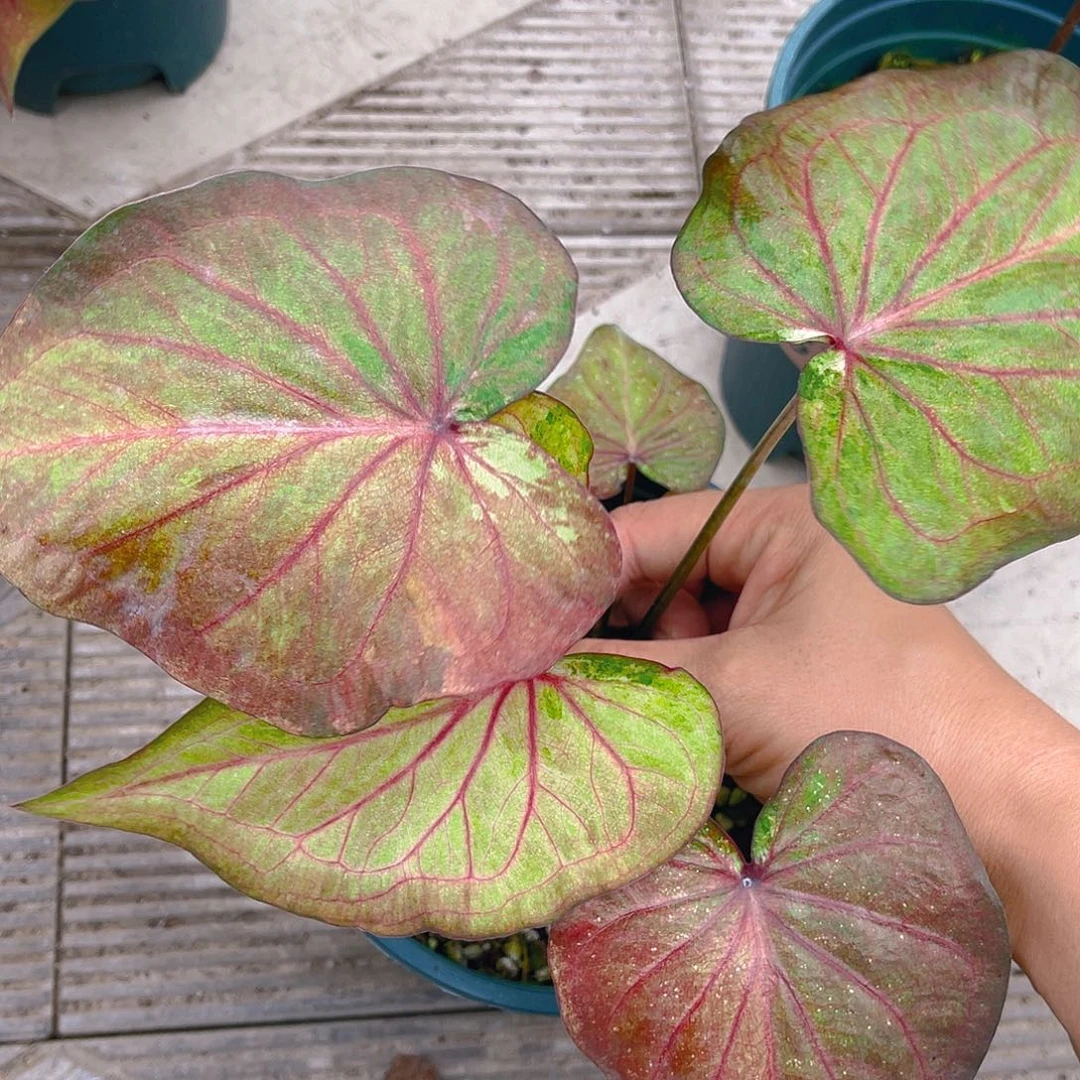 完全开放泰彩一物一拍3023