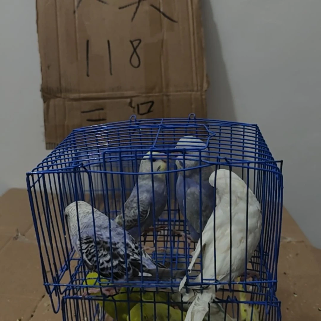 头**了大头鹦鹉鹦鹉4只