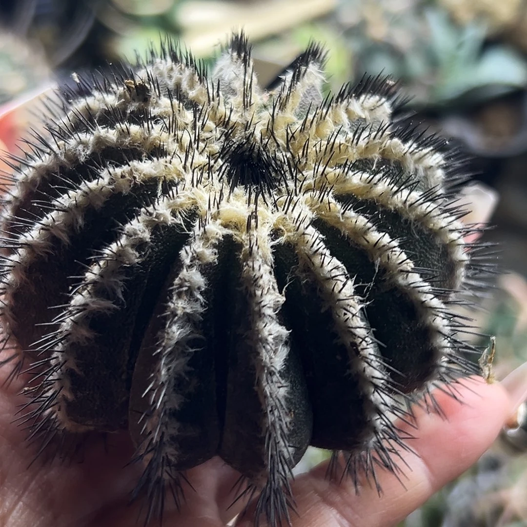 栉刺优波仙人球666666