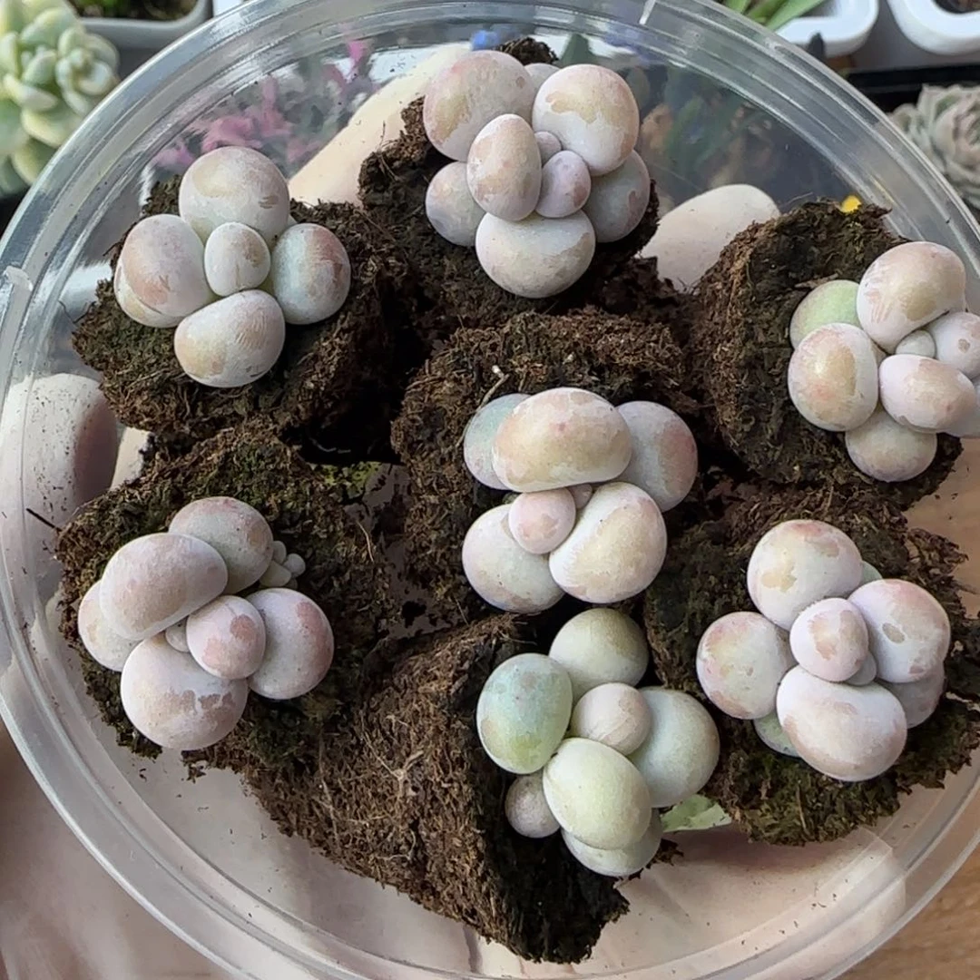 彩虹奶酪穴盘苗七棵一组