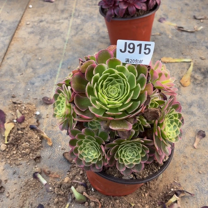 瑞妈多肉园艺。915
