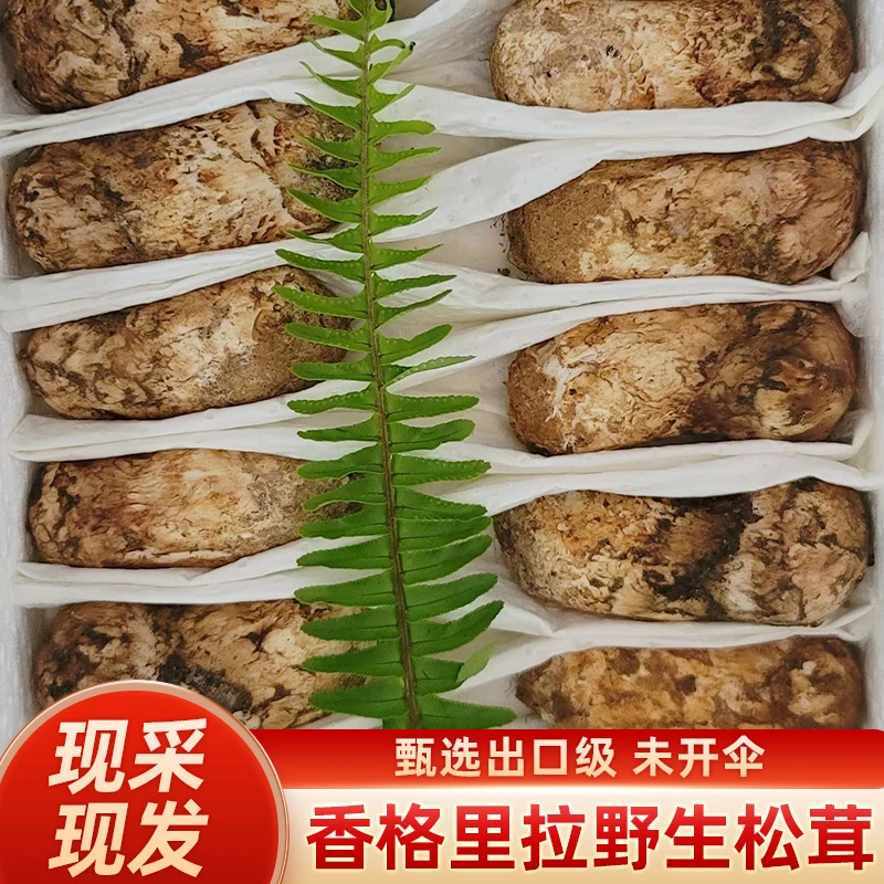 【现货】新鲜松茸香格里拉野生松茸菌云南特产新鲜菌菇松耸菇顺丰