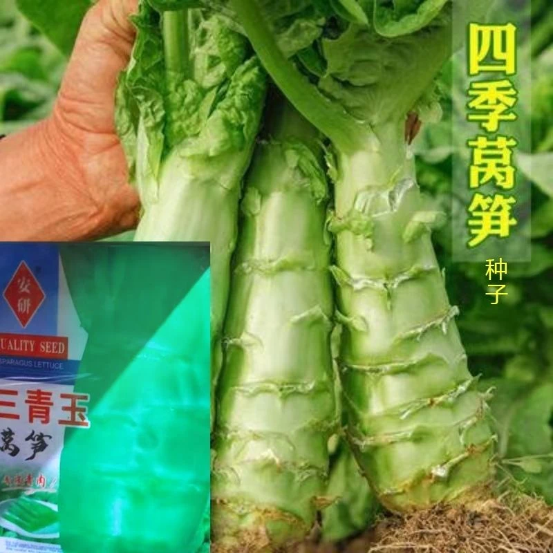 四季莴笋种子三青玉青皮绿肉清香莴笋种子耐寒耐热春秋季冬季播种