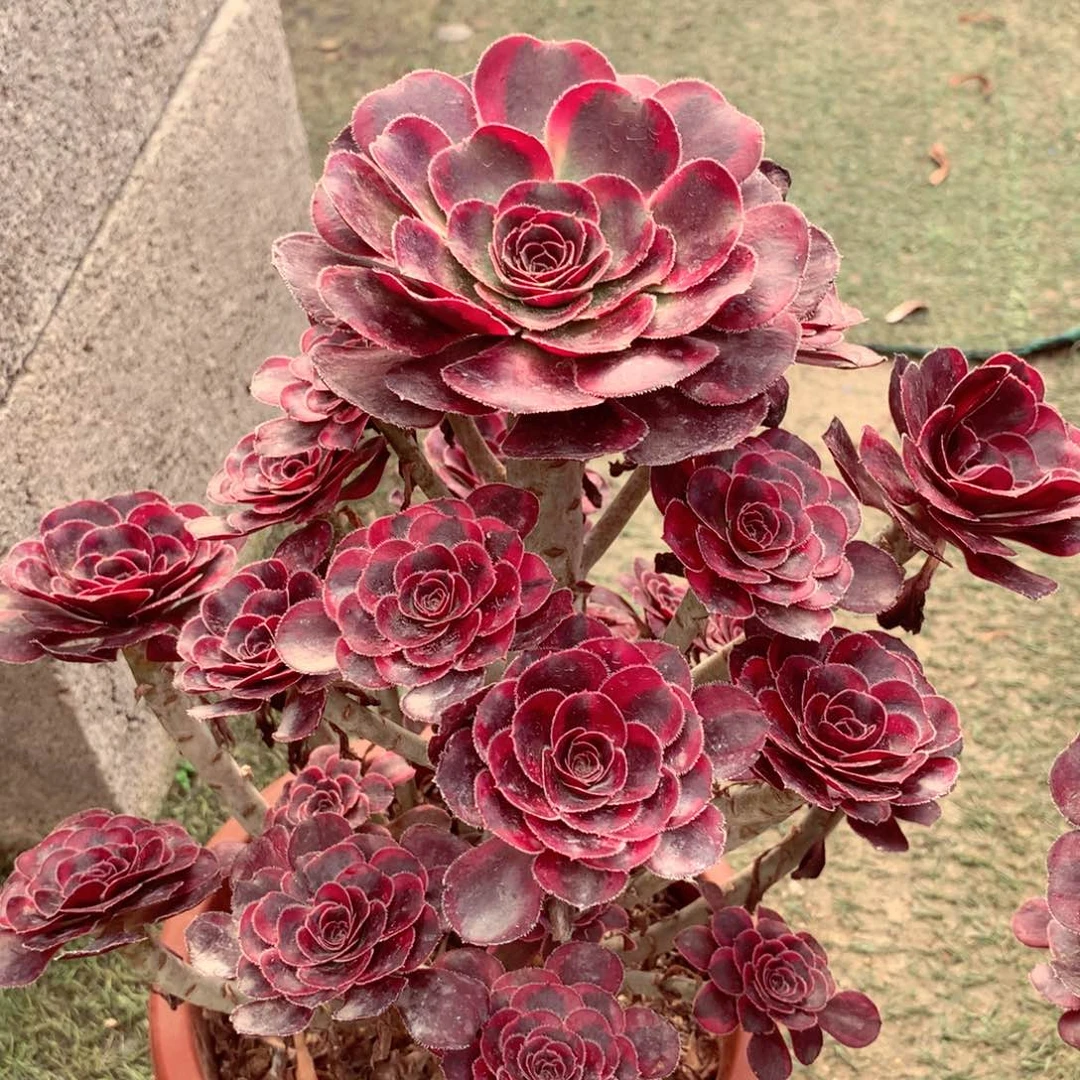 丽娜锦，多肉植物的