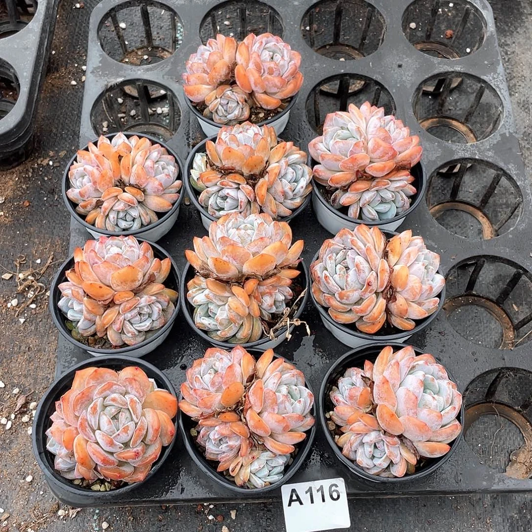 116多肉植物多肉植物