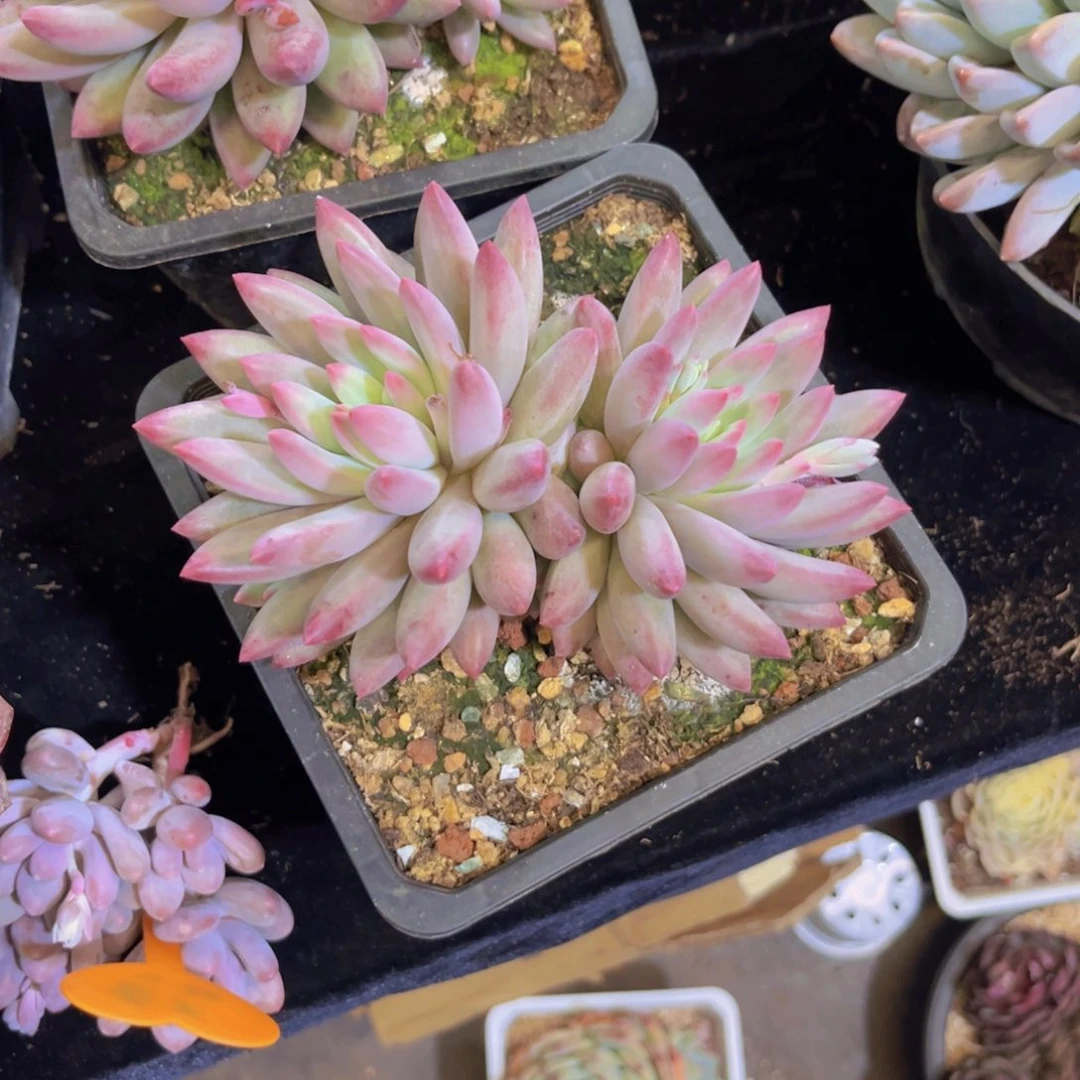 董**咚虞美人多肉美美美