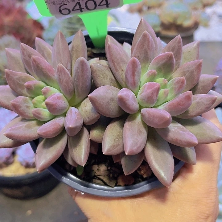 6404水晶球。