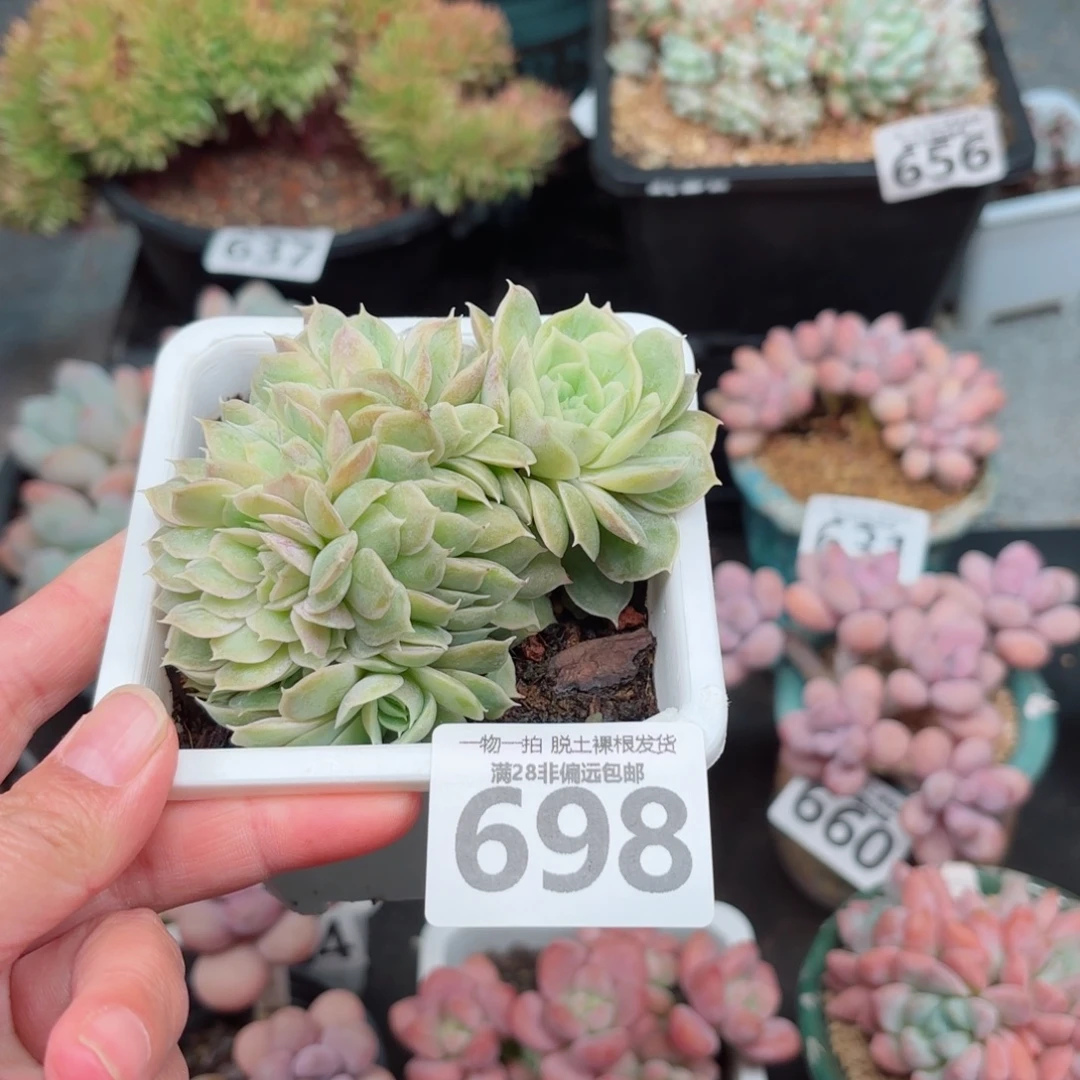 昂斯诺缀无盆土发货