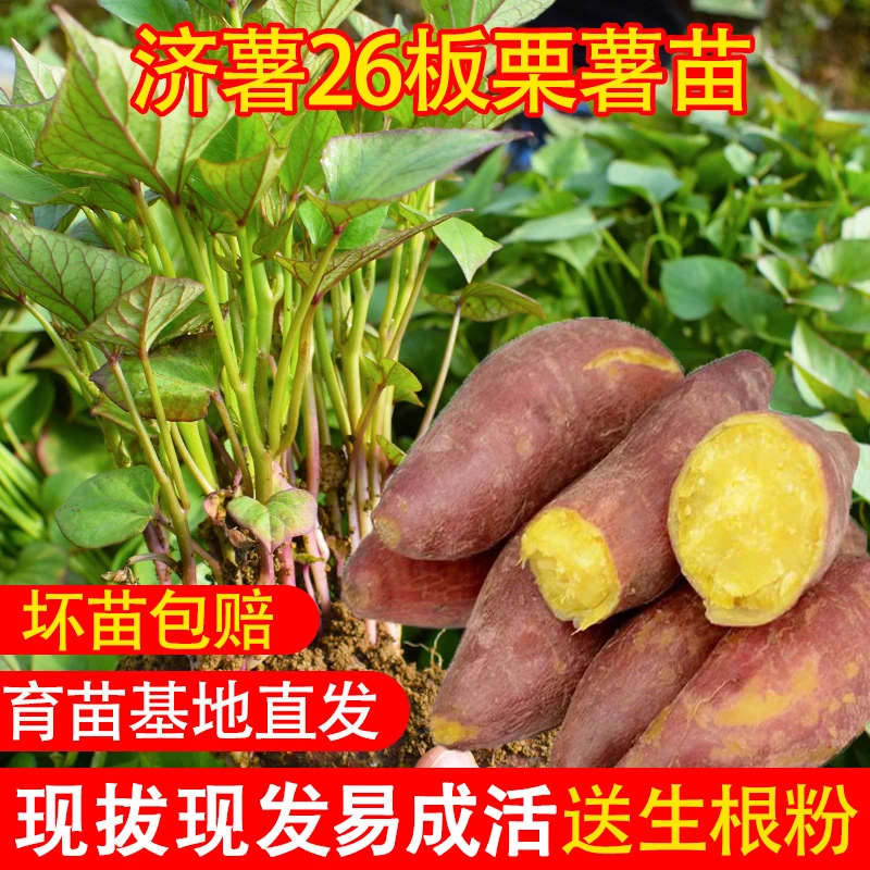 【济薯26】黄心板栗薯苗高产地瓜秧苗番薯苗高淀粉原种脱毒红薯秧苗