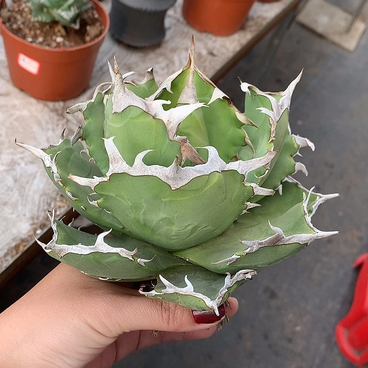 大螃蟹111111111111