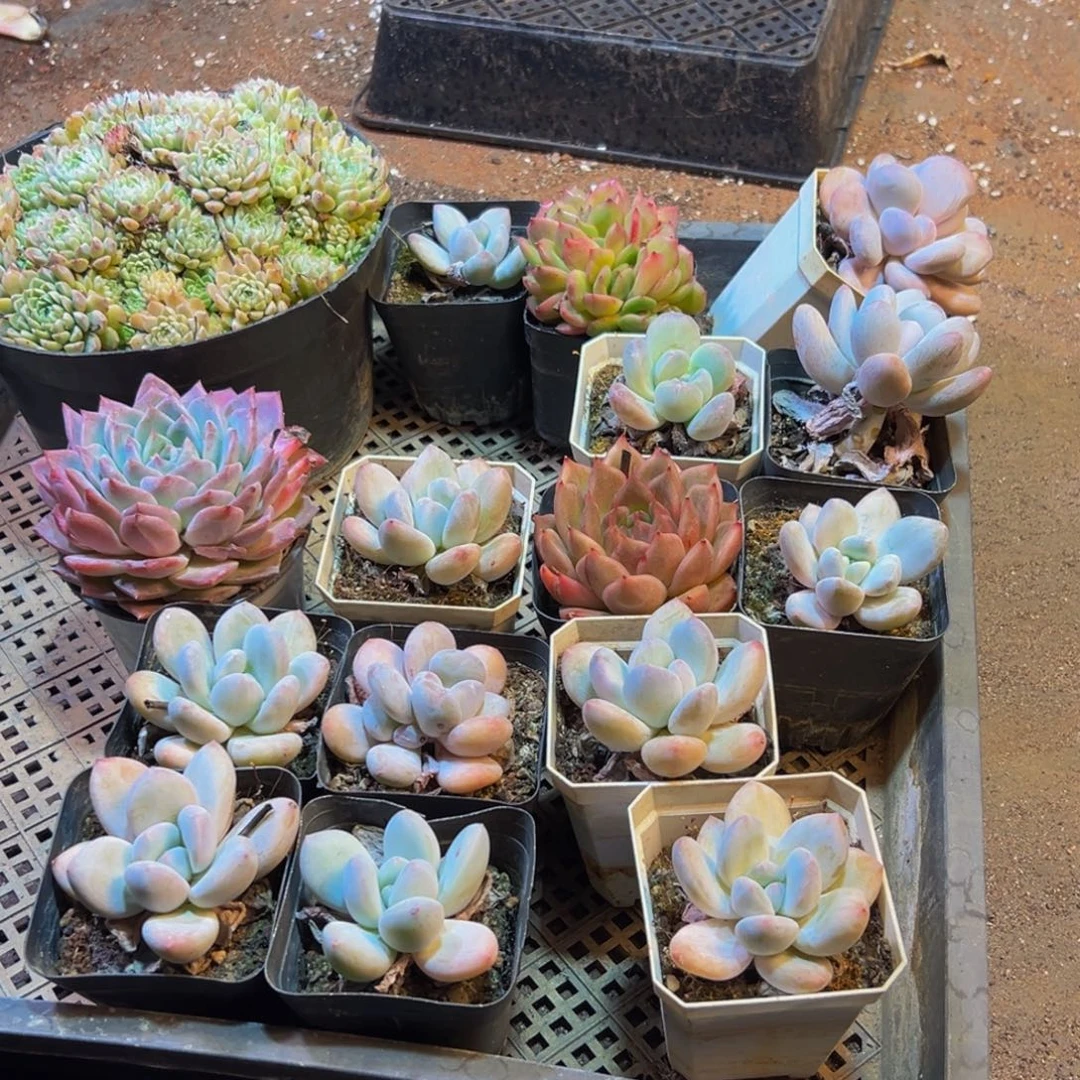 202大热天大雾天气持续