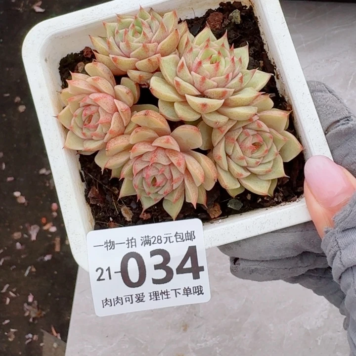 笨吧多肉无盆土发货无盆土发货无