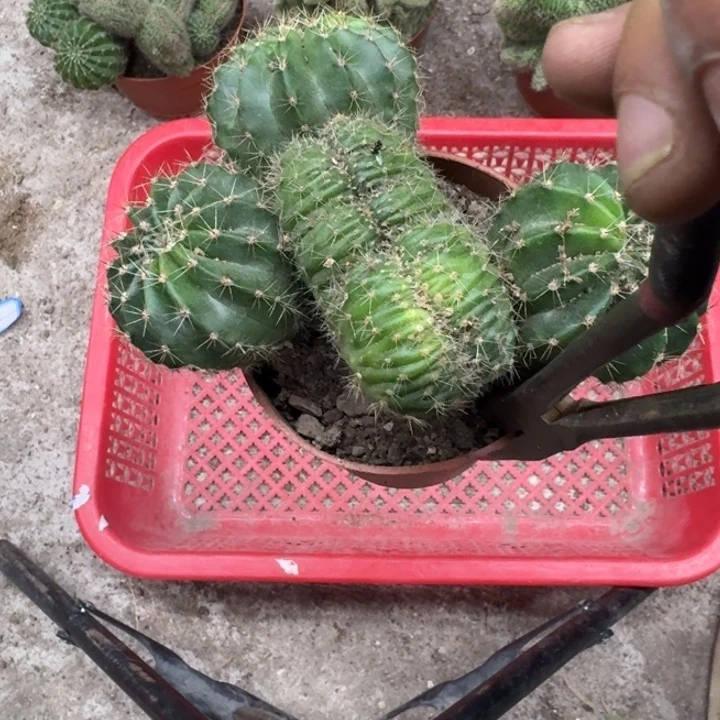 黎***涩无花朵彩草哈哈哈哈哈哈哈