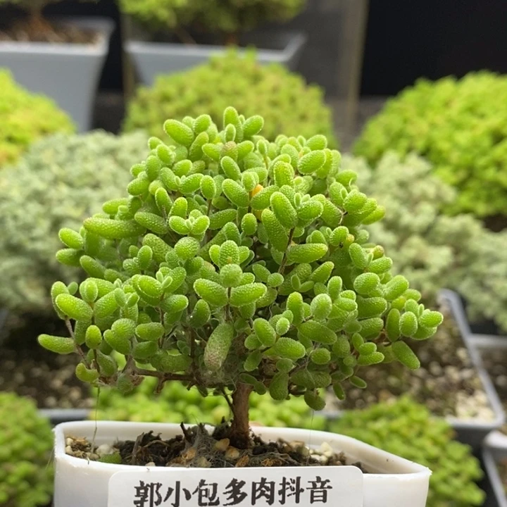 蜜橘糖球7105枝干番杏
