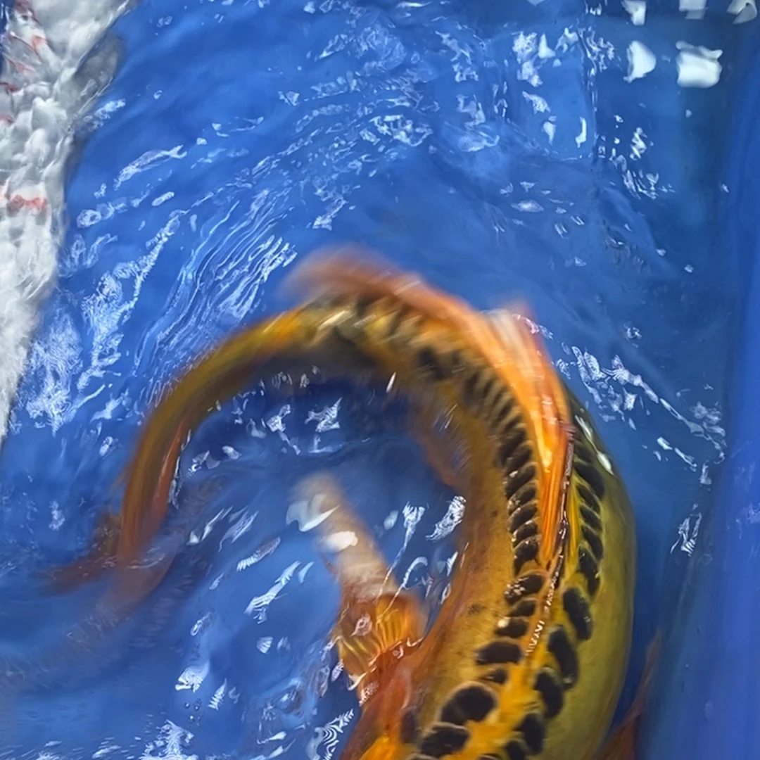 锦鲤冷水锦鲤包邮