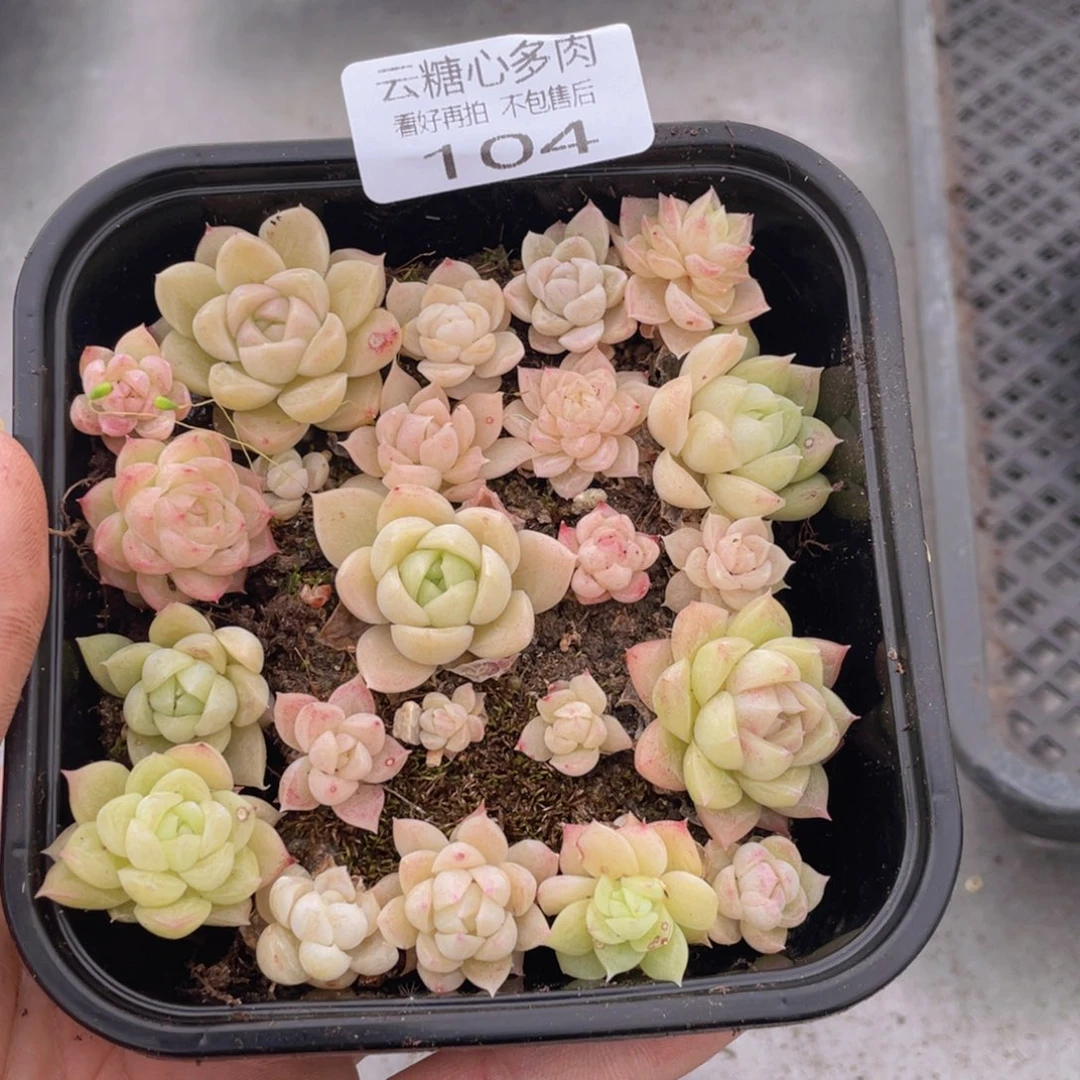 云糖心多肉植物104