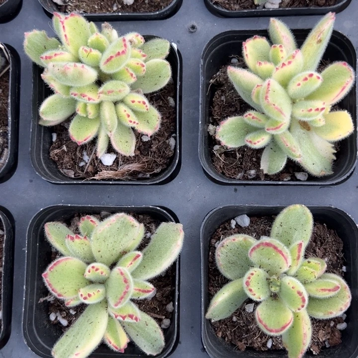 白熊一颗量拍多肉满20包邮