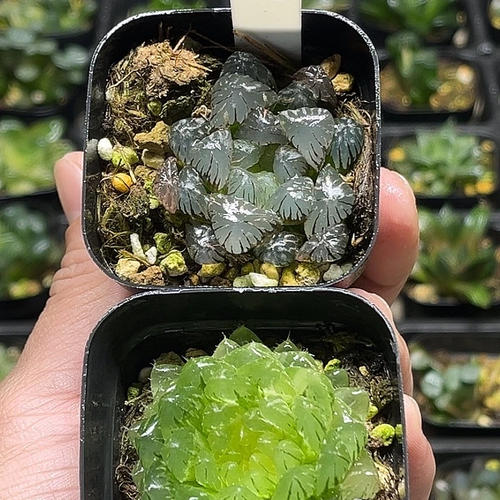 55变异冰灯玉露锦+翠云玉露锦